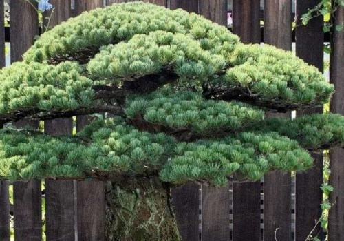 Do bonsai trees exist naturally?