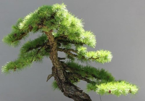 Are bonsai trees hard to care for?
