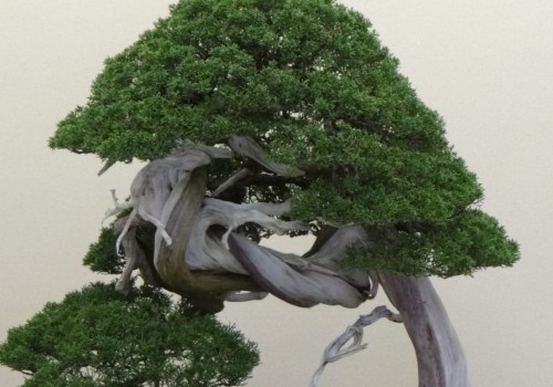 Is a bonsai tree actually a tree?