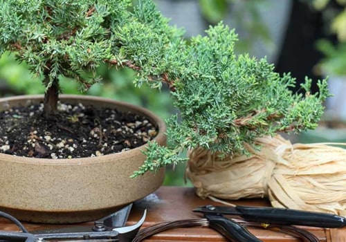 Can you grow bonsai in shade?