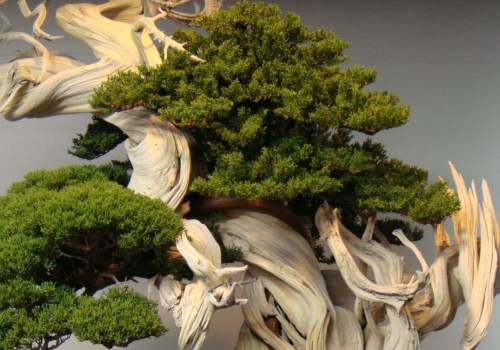 How long does it take to bonsai a tree?
