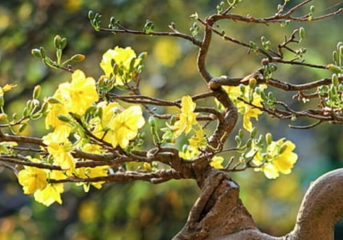 Can bonsai live in artificial light?