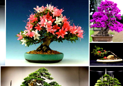 What is so special about bonsai trees?