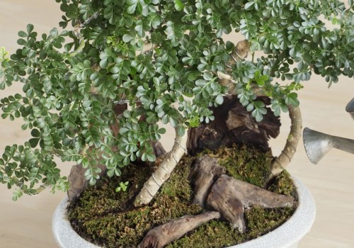 Do bonsai trees need water everyday?