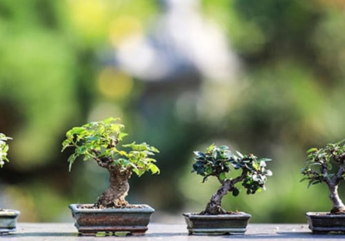 Do bonsai trees do well indoors?