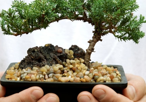How long does it take to care for a bonsai tree?