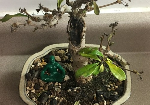 Can you overwater a bonsai tree?