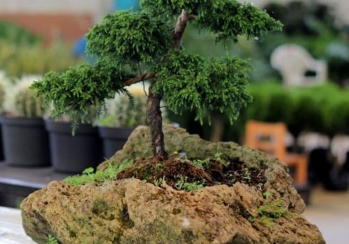 What is the most hardy bonsai tree?