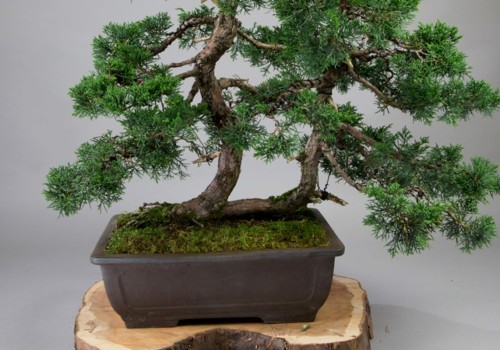 What makes something a bonsai tree?